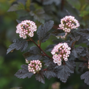 Physocarpus opulifolius - Ninebark