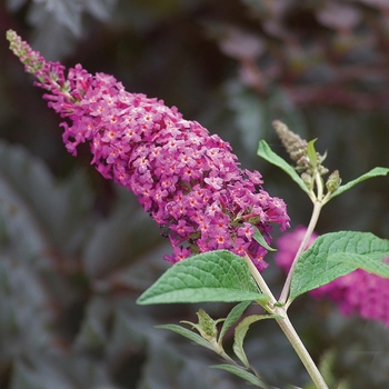 Buddleia - ''Miss Ruby'' Butterfly Bush