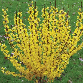 Forsythia x intermedia - Show Off®