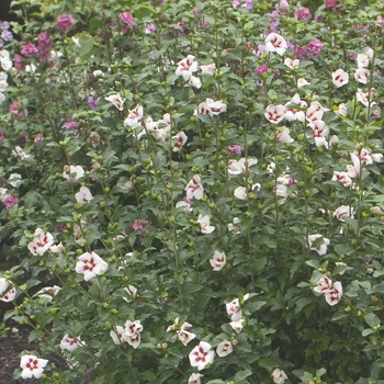 Hibiscus syriacus - ''Lil'' Kim® Rose'' Rose of Sharon