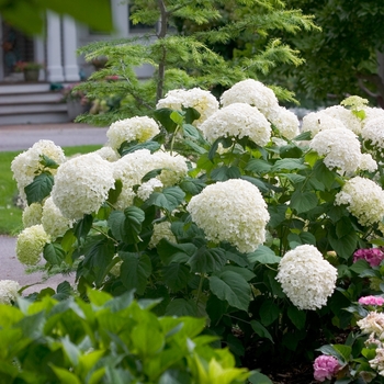 Hydrangea arborescens - Incrediball® Smooth Hydrangea