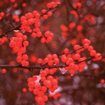 Ilex verticillata - 'Berry Heavy®' Winterberry Holly