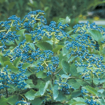 Viburnum dentatum - ''Blue Muffin®'' Arrowwood Viburnum