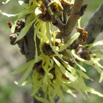 Hamamelis x intermedia - 'Arnold's Promise' Witch Hazel