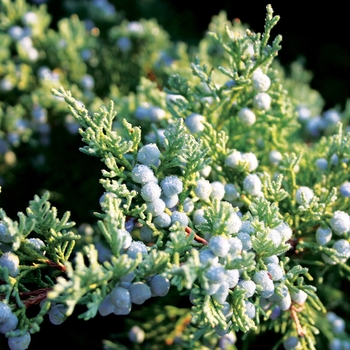 Juniperus virginiana - 'Blue Mountain' Blue Mountain Juniper