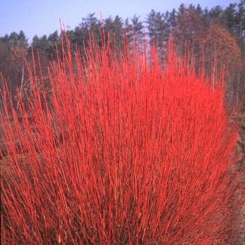 Cornus sericea - ''Cardinal'' Red-Osier Dogwood