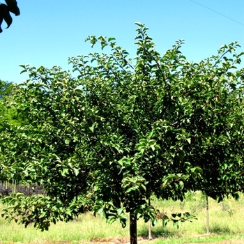 Malus sargentii - 'Tina' Crabapple