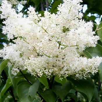 Syringa reticulata - 'Ivory Silk' Japanese Tree Lilac