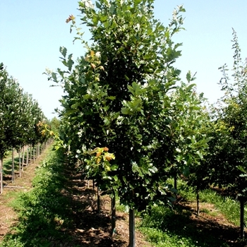 Quercus robur x macrocarpa - 'Heritage®' Oak