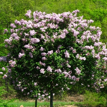 Syringa meyeri - 'Palibin' Dwarf Korean Lilac