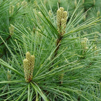 Pinus strobus - Eastern White Pine