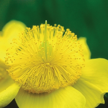 Hypericum frondosum - ''Sunburst'' Sunburst Hypericum