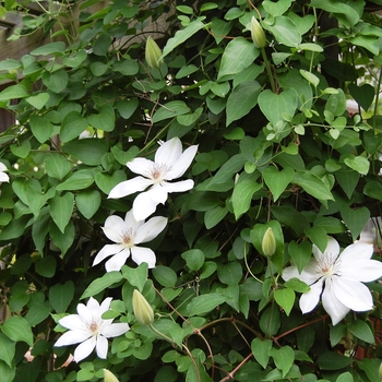 Clematis - 'Henryi'