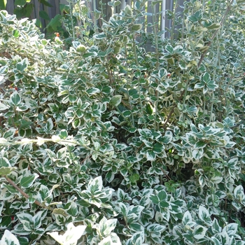 Euonymus fortunei - 'Emerald Gaiety' Wintercreeper