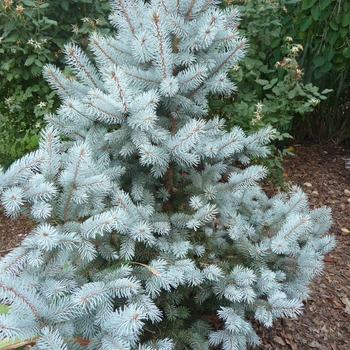 Picea pungens - 'Hoopsii' Blue Spruce