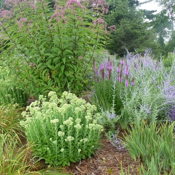 Perovskia atriplicifolia - Russian Sage