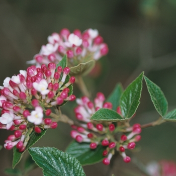 Viburnum x burkwoodii - 'Mohawk' Burkwood Viburnum