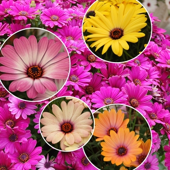 Osteospermum - Cape Daisy