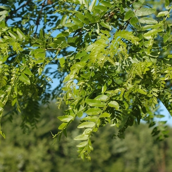 Gleditsia triacanthos var. inermis - 'Shademaster' Honeylocust