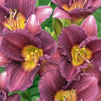 Hemerocallis - 'Purple de Oro' Daylily