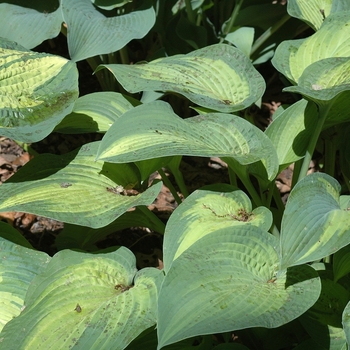 Hosta - 'Paul's Glory' Hosta, Plantain Lily