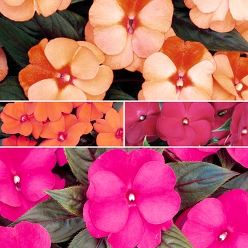 Impatiens hawkeri - 'Multiple Varieties' New Guinea Impatiens