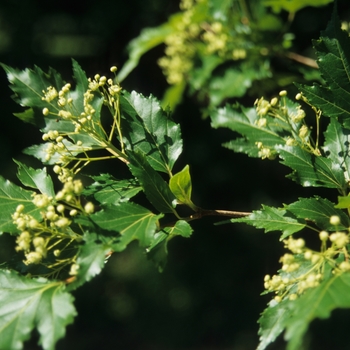 Acer ginnala - 'Bailey Compact' Amur Maple