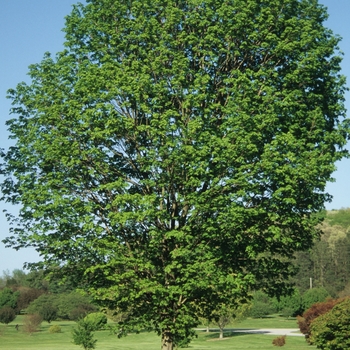 Acer saccharum - 'Commemoration®' Sugar Maple