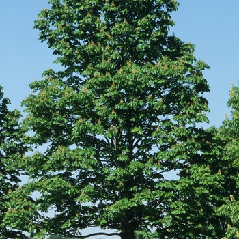 Aesculus hippocastanum - 'Baumannii' Horsechestnut