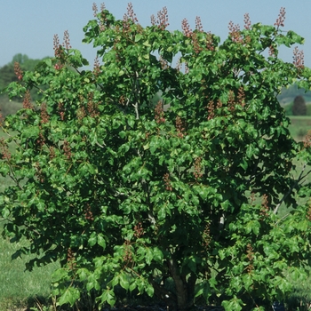 Aesculus x carnea - 'Briotii' Red Horsechestnut