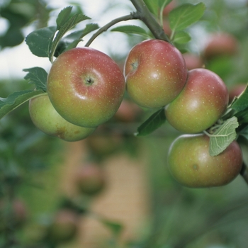 Malus pumila - 'Royal Gala' Apple