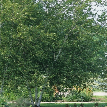 Betula populifolia - 'Whitespire' Asian White Birch