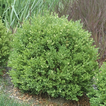 Buxus - Chicagoland Green&reg; Boxwood