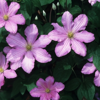 Clematis - 'Comtesse De Bouchard'