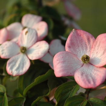 Cornus kousa - 'Schmred' Heart Throb® Kousa Dogwood