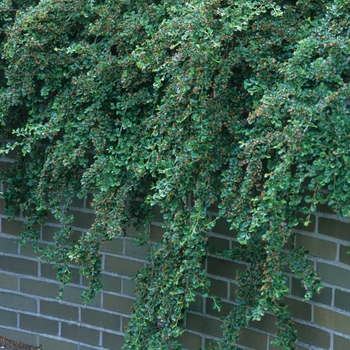 Cotoneaster apiculatus - Cranberry Cotoneaster