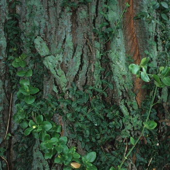 Euonymus fortunei - 'Vegetus' Bigleaf Wintercreeper Euonymus