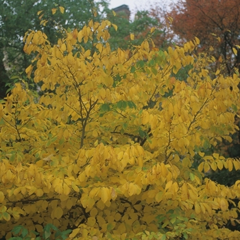 Hamamelis virginiana - Witch Hazel