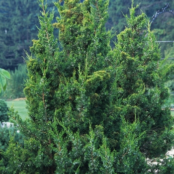 Juniperus chinensis - 'Keteleeri' Keteleeri Juniper