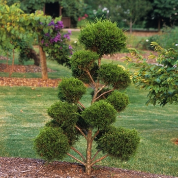 Juniperus species - Pom Pom Juniper