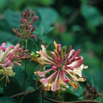 Lonicera x heckrottii - 'Goldflame (American Beauty)' Honeysuckle