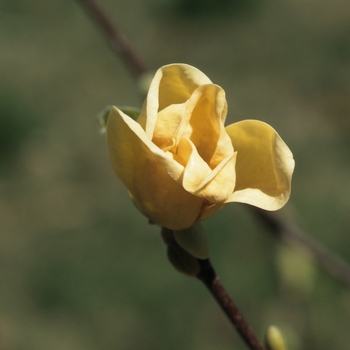 Magnolia x brooklynensis - 'Yellow Bird'