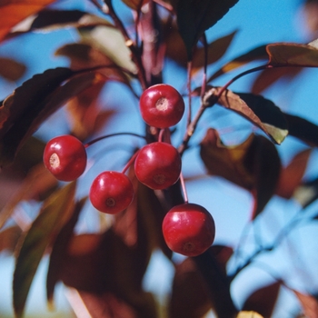 Malus - 'Amertrizam' American Triumph™ Crabapple