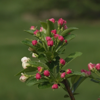 Malus sargentii - 'Firebird®' Crabapple