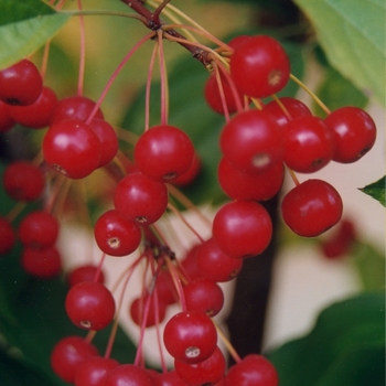 Malus - 'Red Jewel™' Crabapple