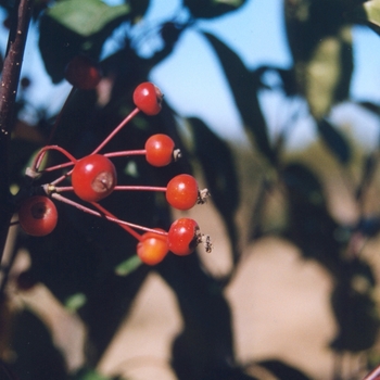 Malus - 'Rejoice™' Crabapple