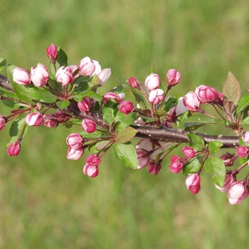 Malus sargentii - 'Candymint' Crabapple