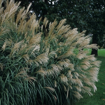 Miscanthus sinensis - 'Silver Feather ('Silberfeder')' Silver Feather Maiden Grass