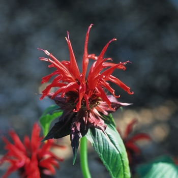 Monarda - 'Jacob Cline' Beebalm