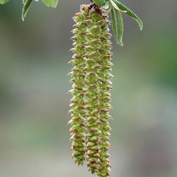 Ostrya virginiana - Hop Hornbeam or Ironwood